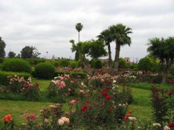 Jardin de la mosquÈe
