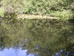 Petit lac avec des nénuphars blancs dès la mi-juin