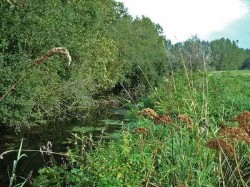 Marais de Vivaise