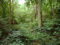 Bois du Mont Fendu