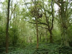 Bois du Mont Fendu