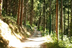 Un Sous bois parmi tous