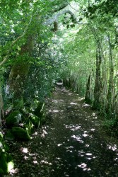 Petit chemin dans les houx