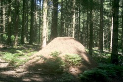 Fourmilière hauteur 1.5m