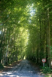 Allée menant au Cau de David (alt 880m)