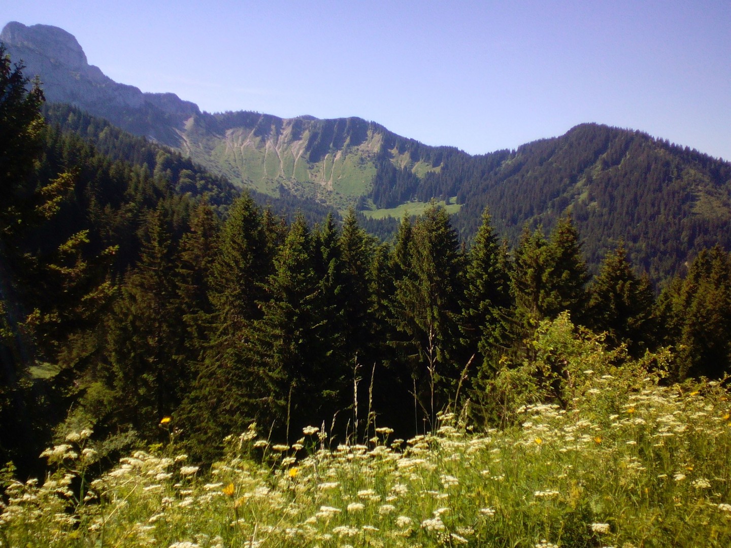 La tête des Follys