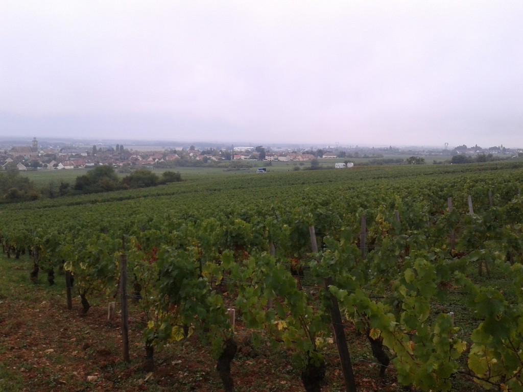 Randonnée des Grands Crus et Châteaux de Bourgogne 2015 - 60 km