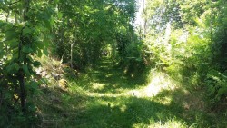 Joli sentier (en juin)