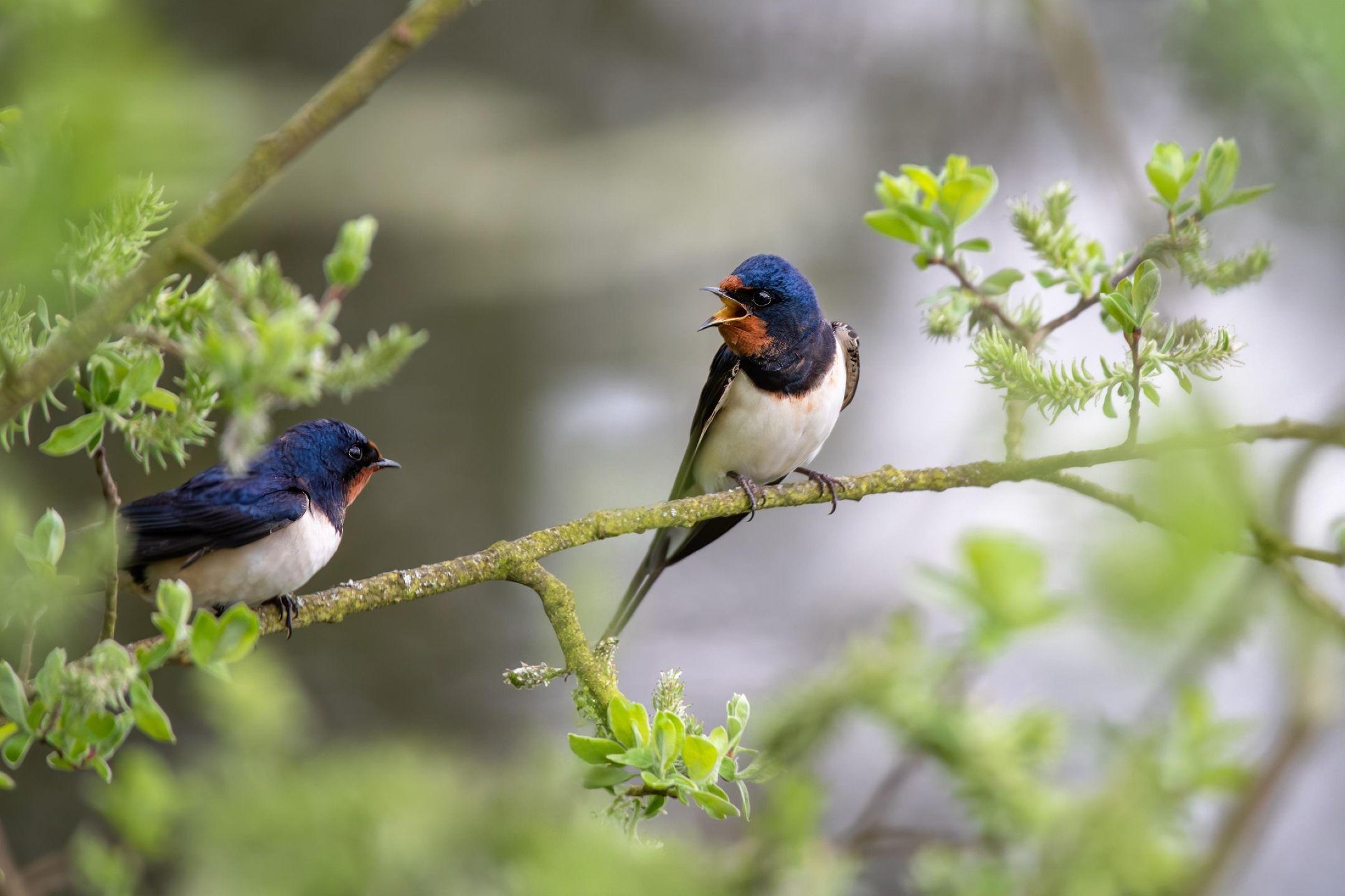Messimy - Circuit N° 6 : Le circuit des oiseaux