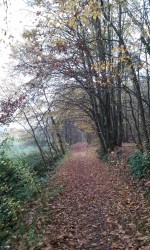 Entre le Perray et Auffargis