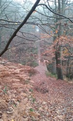 Entre Auffargis et Senlisse