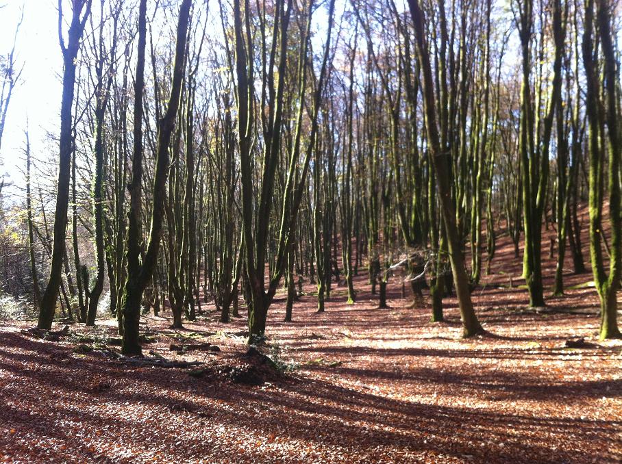 Saint-Sylvestre : variations en sol mineur