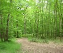 Colomiers - Circuit N°4 : La forêt de Bouconne
