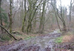 11.Equevilley.Raie des Guédis.Ornières