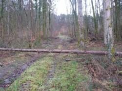 12.Equevilley.Raie des Guédis.Arbre couché