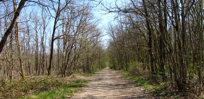 Boucle Cornebarrieu via Pibrac et Bouconne