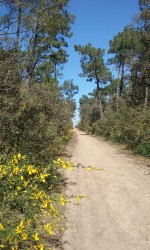 Forêt des Saumonards