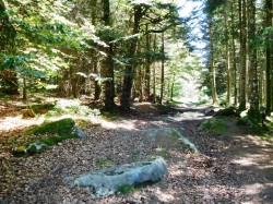 Sentier forestier