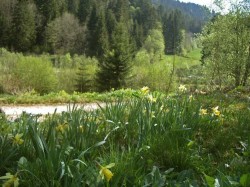 Au printemps les jonquilles recouvrent les terrains herbeux