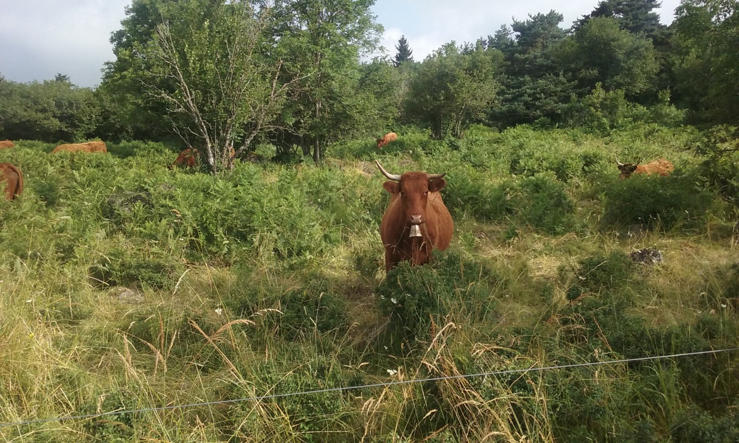 Dans le bois de la Pinatelle