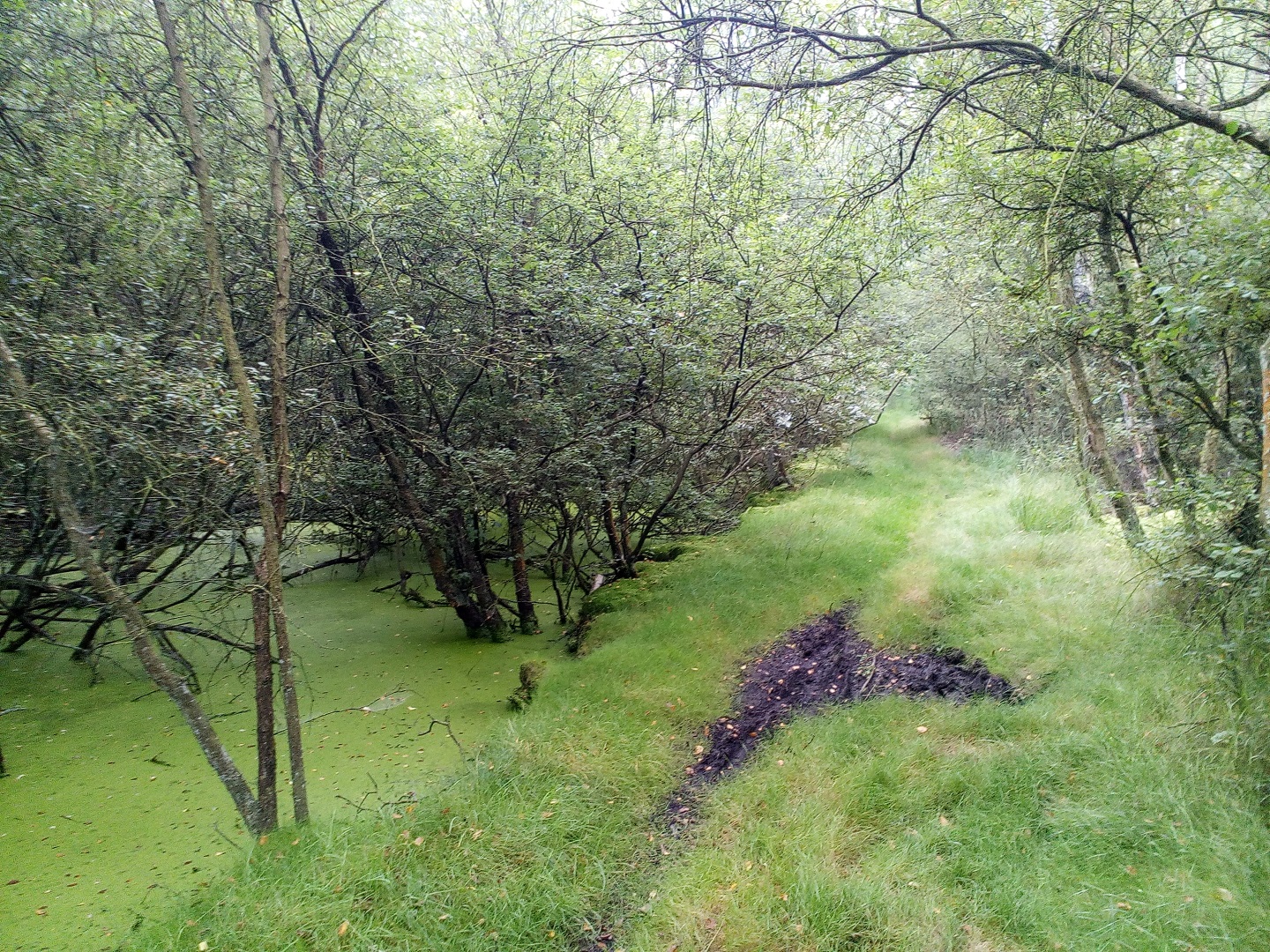 Cappelle-en-Pévèle - Roost - Cappelle-en-Pévèle