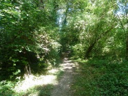 Dans la forêt de Notre Dame.
