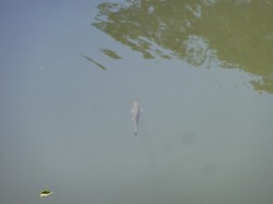 Faune aquatique.
