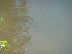 Faune aquatique.