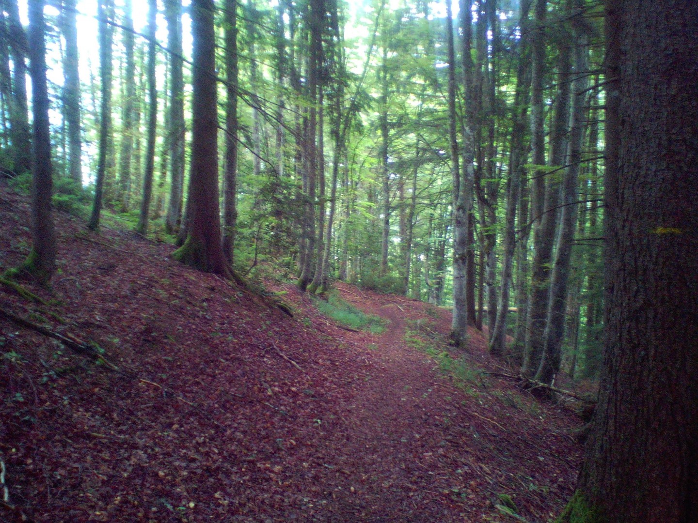 Tour de la montagne d'Hirmentaz