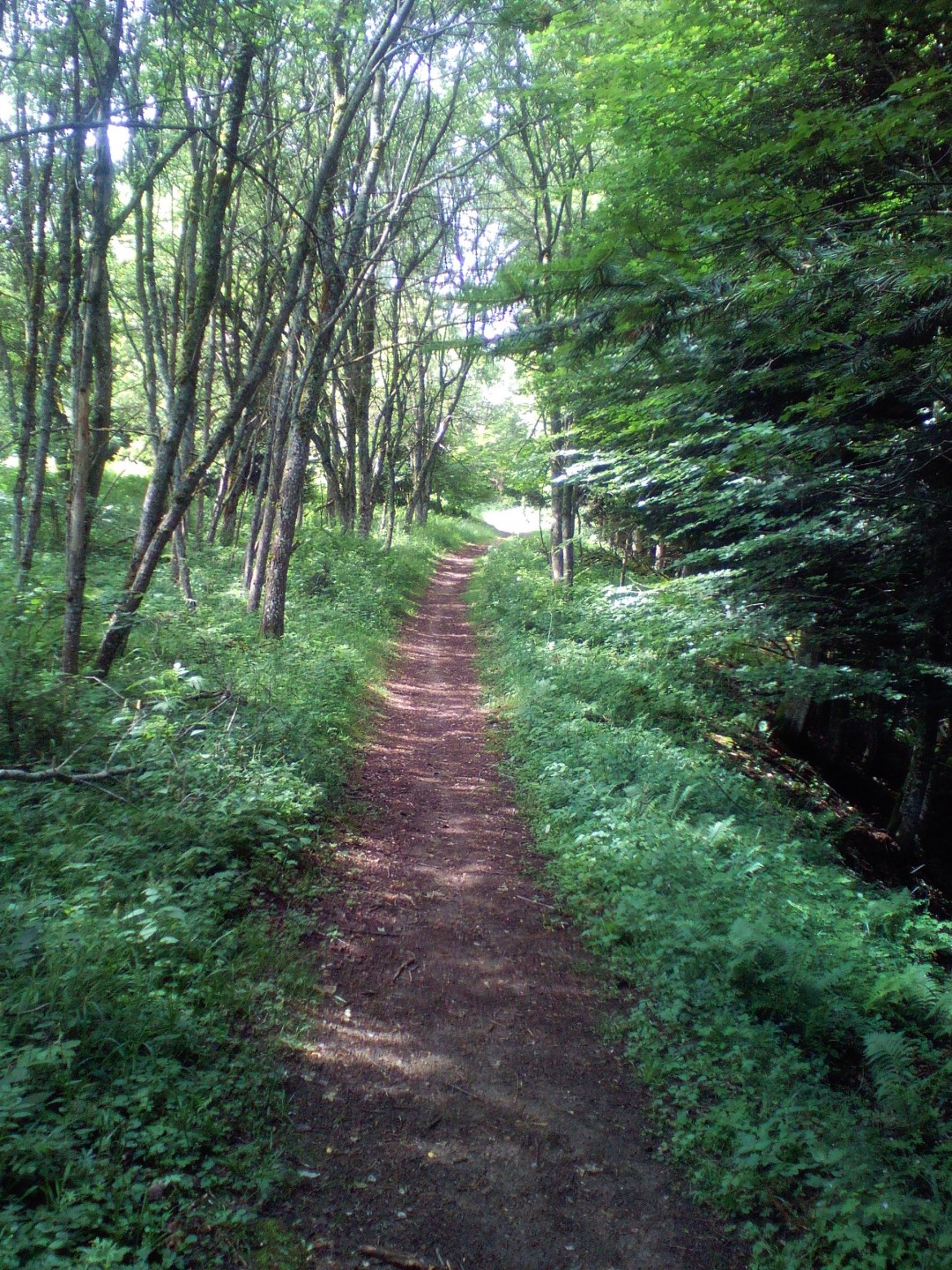 Les singles de la Vallée Verte