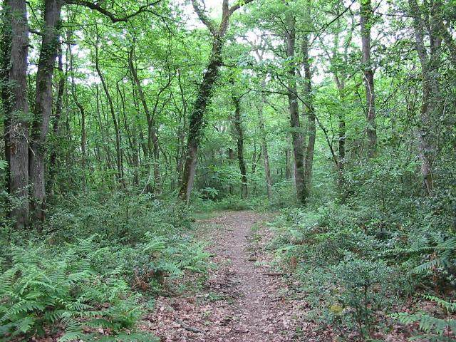 Tour de la forêt de Moulière