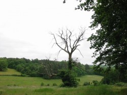 Descendre dans le champ à gauche de l'arbre