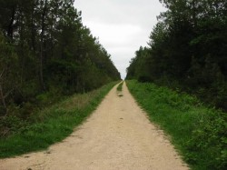 Bonne piste dans la forêt