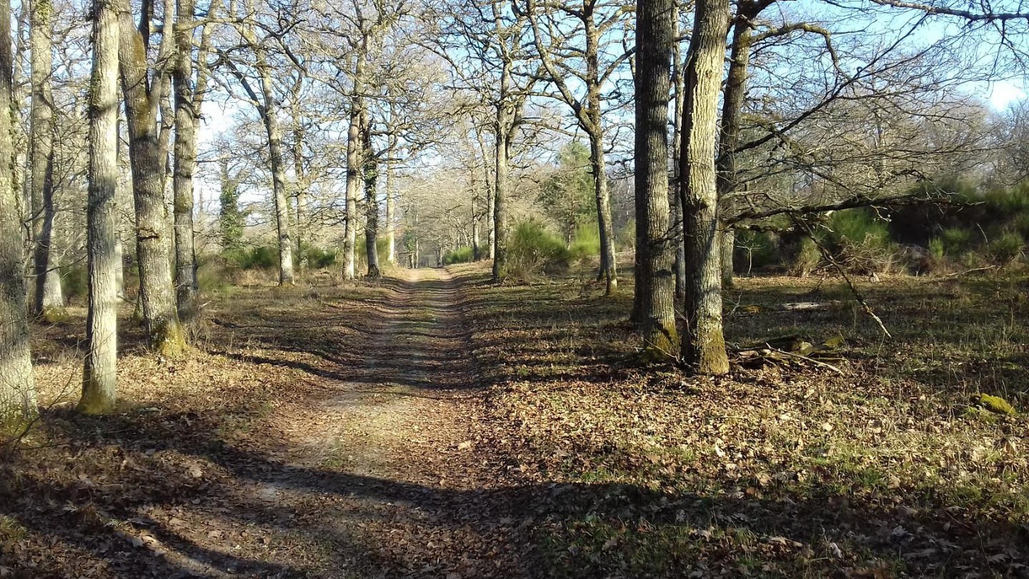 Circuit forestier en Sologne