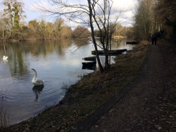 Le bord du Loiret avec ces hôtes toujours présents
