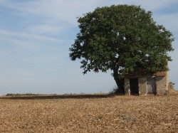 Vasselay.Chemin vers Fussy.Maison de Vignes.