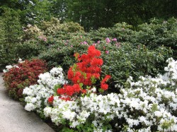Bourges.Jardin Edouard André.Massifs de fleurs.