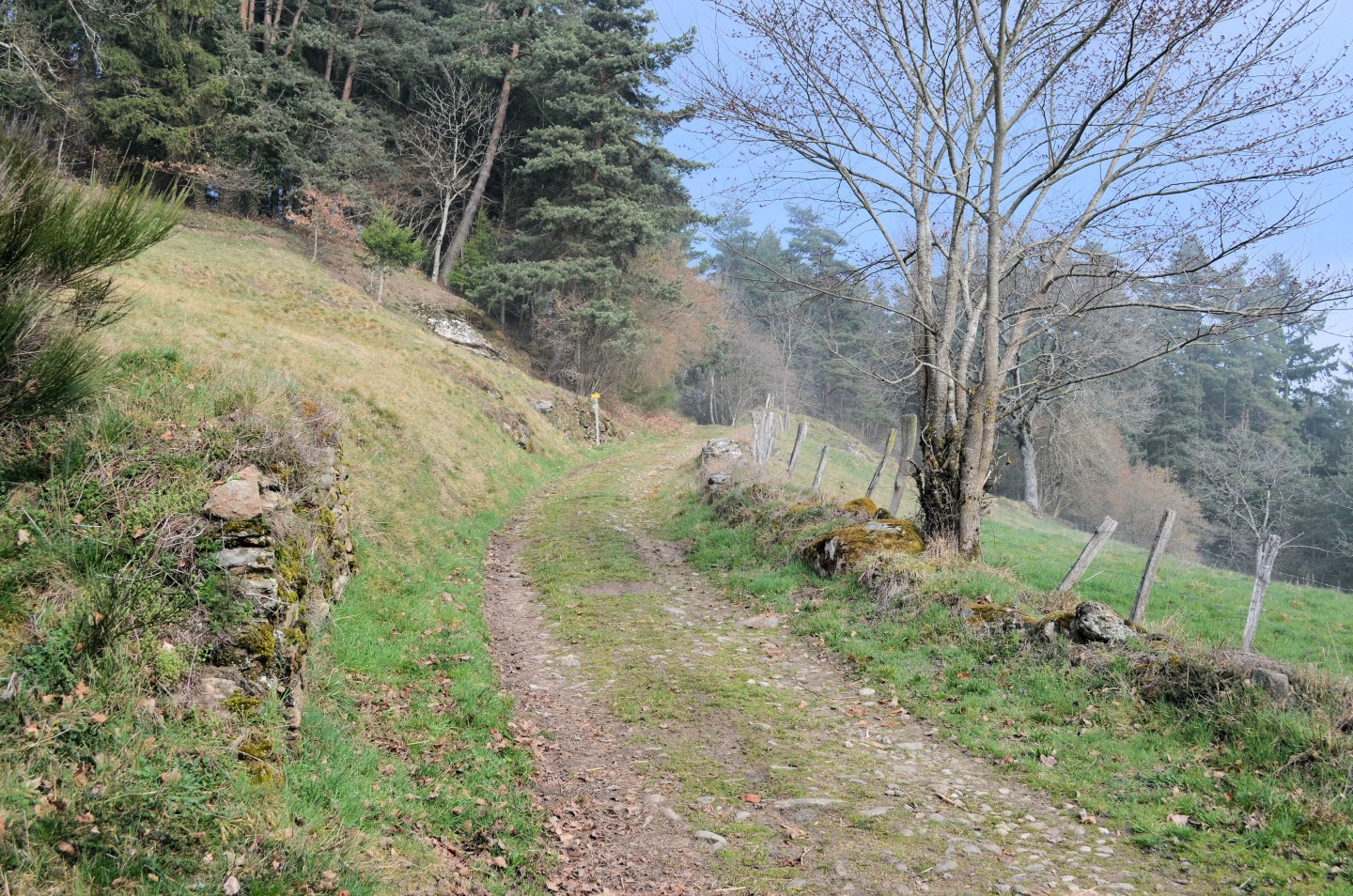 Espace VTT-FFC Ambert-Crêtes du Forez : Parcours N° 30
