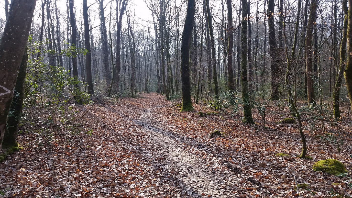 Au sud de Mi-Forêt - Circuit N° 2