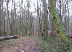 Equevilley.Bois Brûlé.Chemin en tout terrain difficile.
