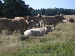 Troupeau de race Aubrac