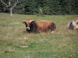 Beau spécimen de taureau de race Aubrac