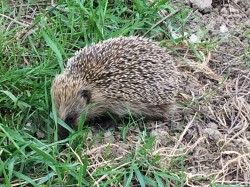 Si vous êtes vigilants, vous ferrez peut-être des rencontres sympas !