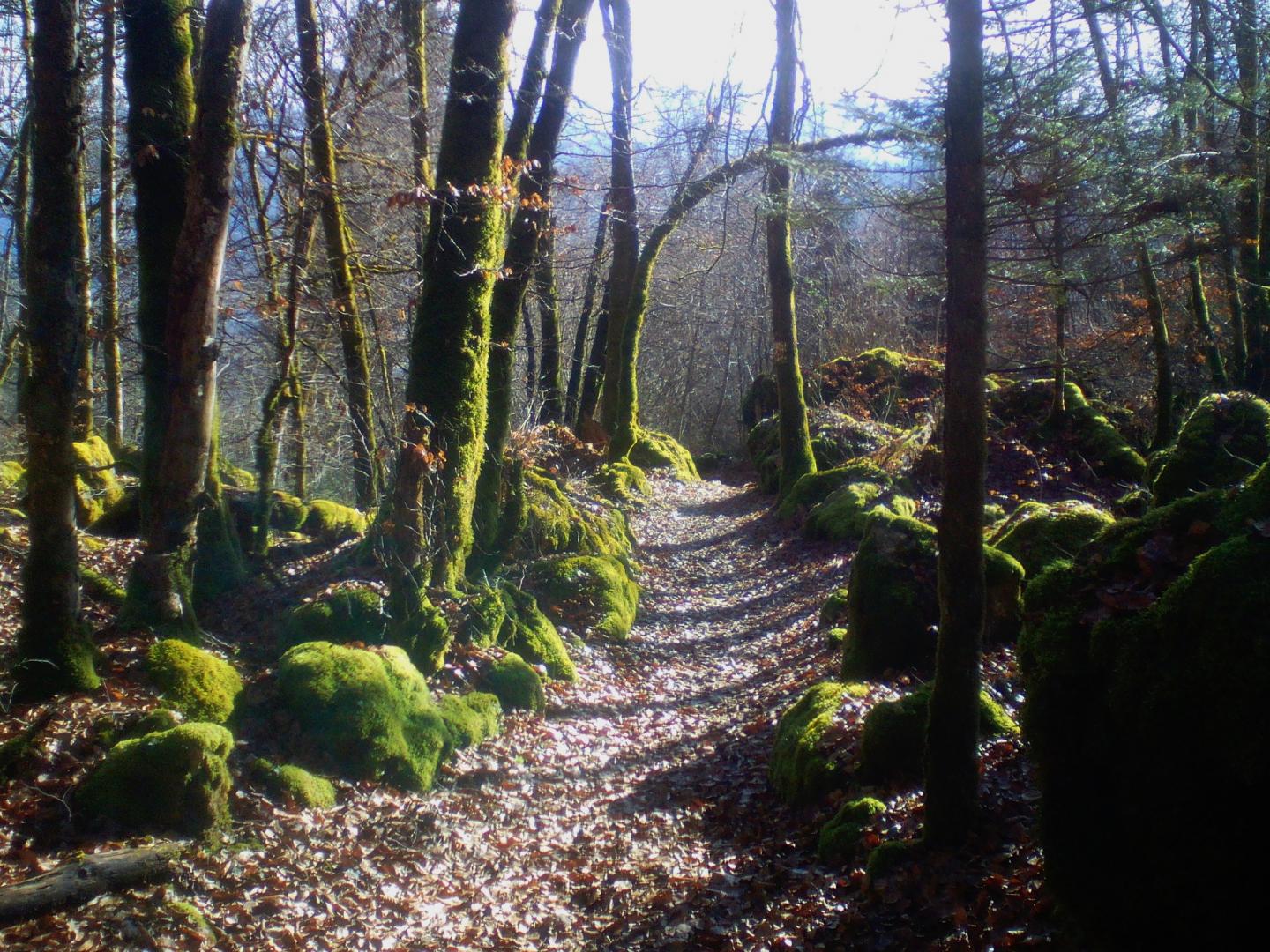 Tour du mont Orchez par les hauts de Mieussy