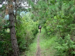 les bois de Greffeil… du bonheur