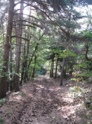 Descente