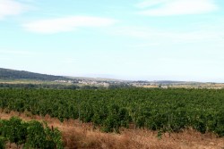 Fleury d'Aude