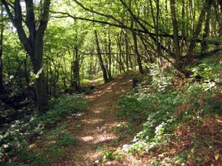 Beau chemin en sous bois
