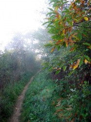 Single track montant sur le coteau en rive droite du Rhône
