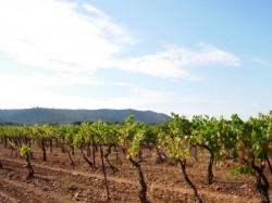 Km13.6 les vignes de la grande Séouve devant les montagnes de Vautubière